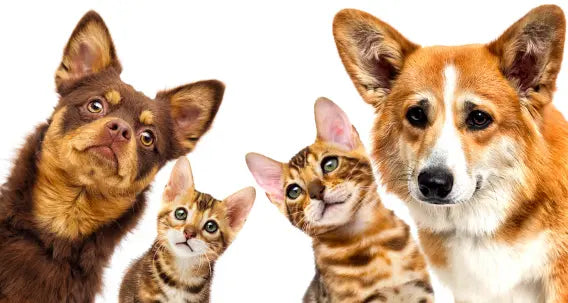 Gepersonaliseerde bekers met honden en katten - Debekershop.nl